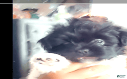 Shih Tzu dogs for sale: Armani - Image 5