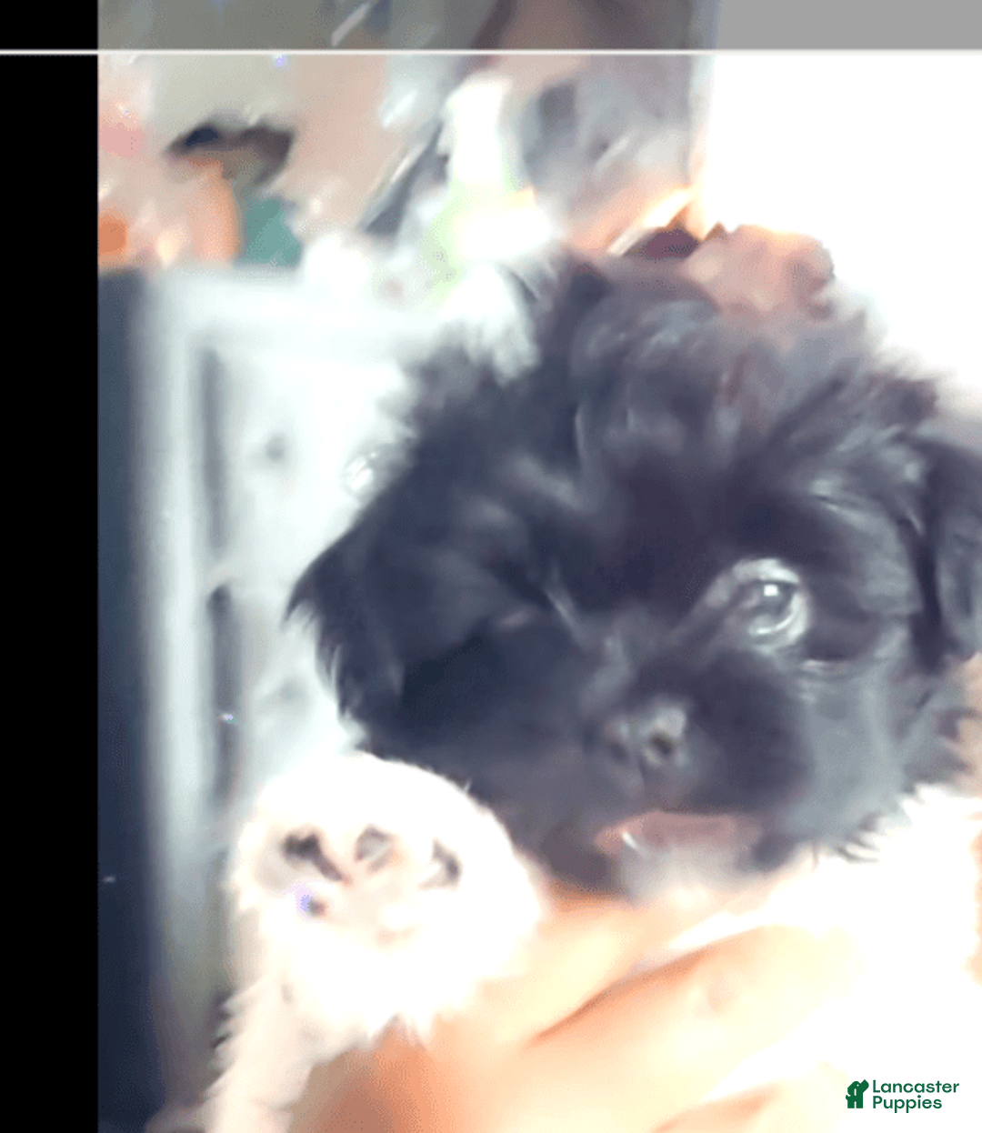 Shih Tzu dogs for sale: Armani - Image 5