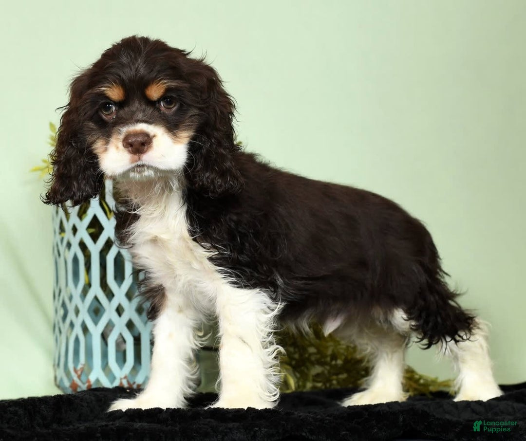 Cocker Spaniel dogs for sale: Gumbo - Image 5