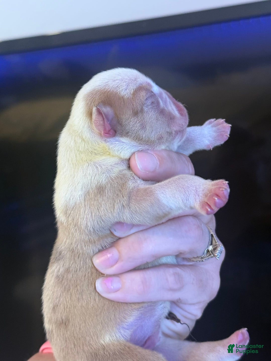Olde English Bulldogge dogs for stud: Ivy - Image 2
