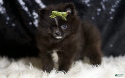 Pomeranian dogs for sale: Peppy - Image 5