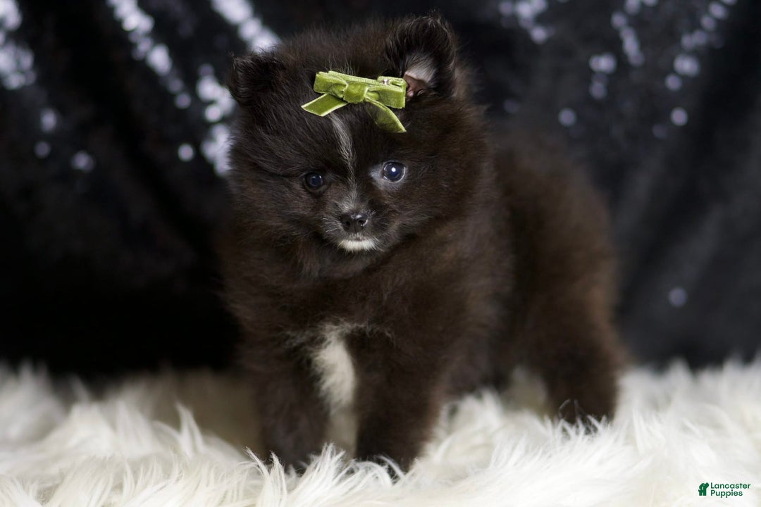 Pomeranian dogs for sale: Peppy - Image 5