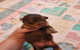 Miniature Dachshund dogs for sale: Casper - Image 8