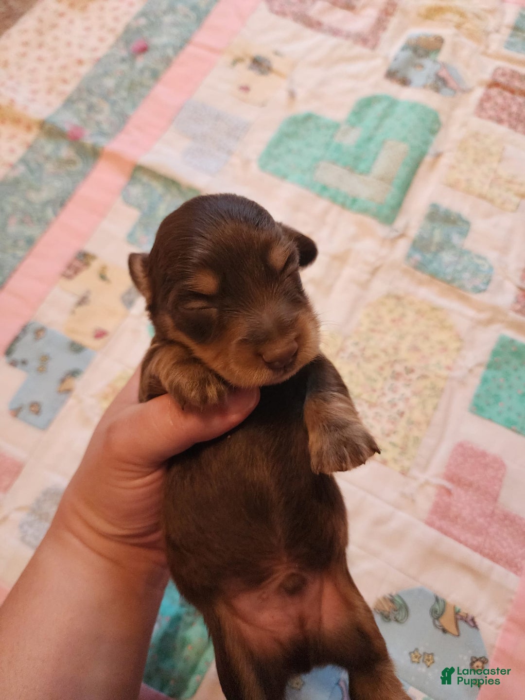 Miniature Dachshund dogs for sale: Casper - Image 8