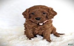 Cavapoo dogs for sale: Rosie - Image 4