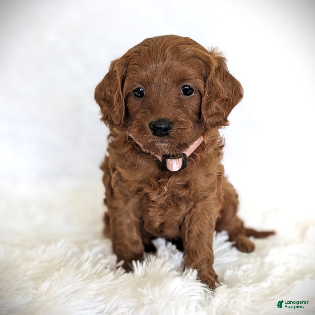 Cavapoo dogs for sale: Rosie - Image 4