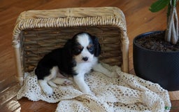 Cavalier King Charles Spaniel dogs for sale: Dexter - Image 4