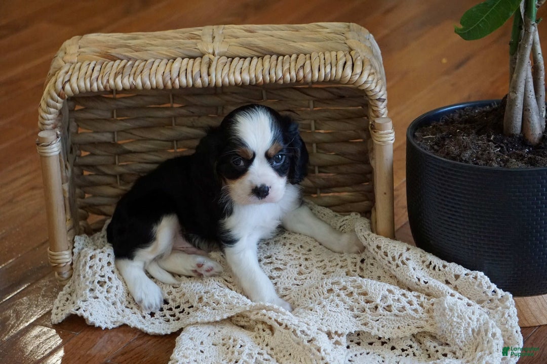Cavalier King Charles Spaniel dogs for sale: Dexter - Image 4