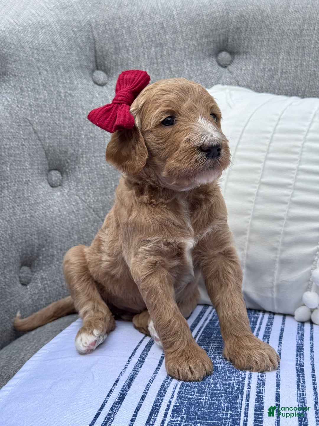 Goldendoodle dogs for sale: Virginia - Image 5