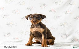 Miniature Pinscher dogs for sale: Chipper - Image 3