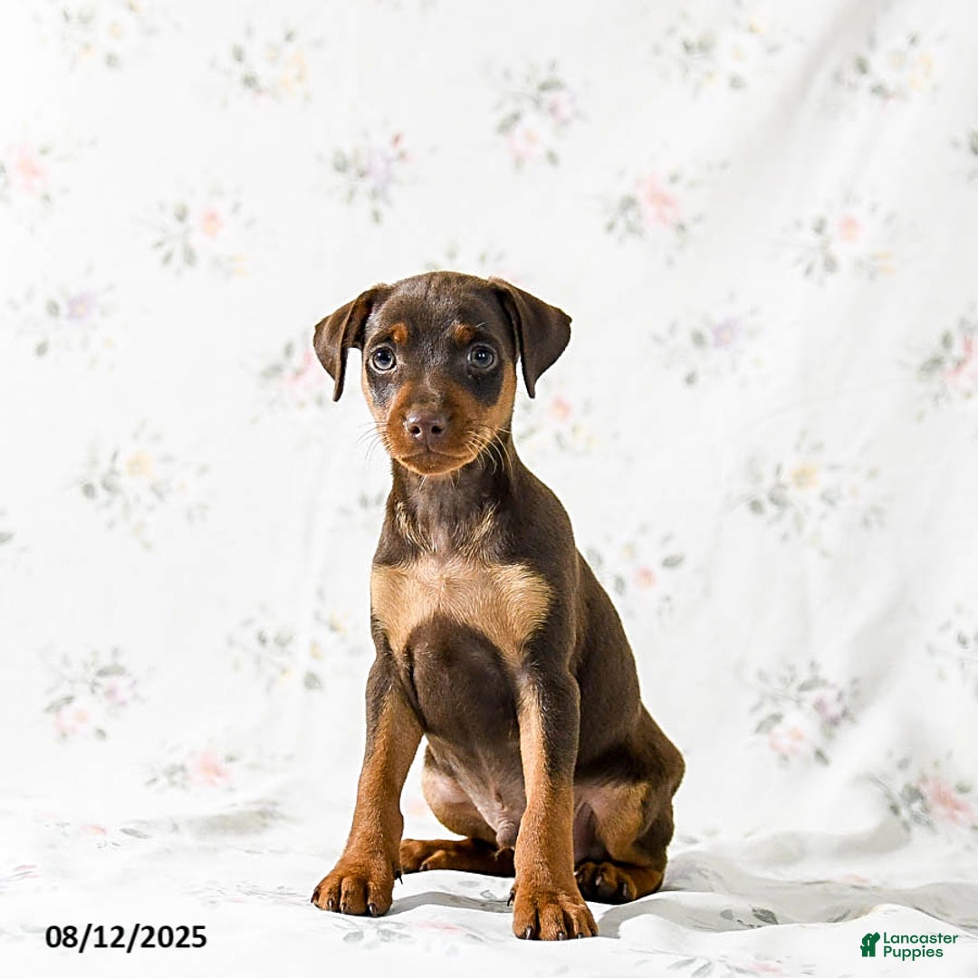 Miniature Pinscher dogs for sale: Chipper - Image 3