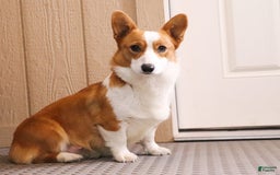 Welsh Corgi Pembroke dogs for sale: Bentley - Image 8