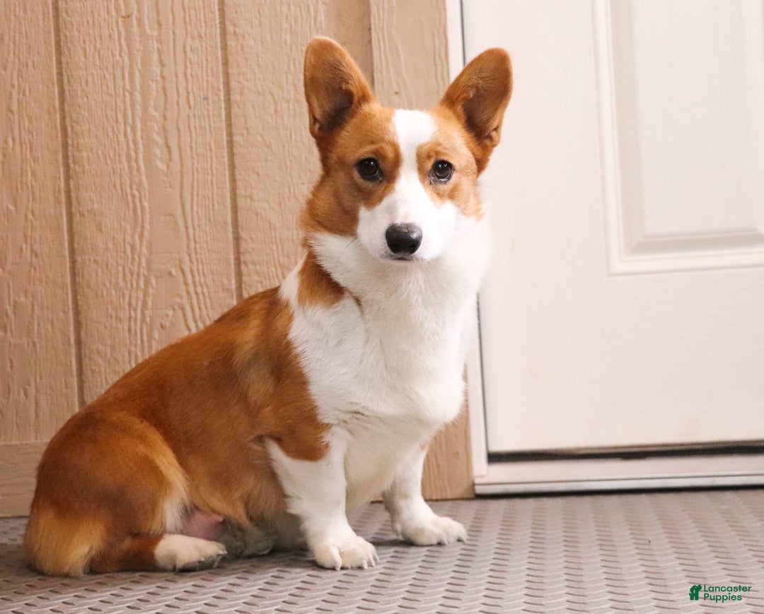 Welsh Corgi Pembroke dogs for sale: Bentley - Image 8