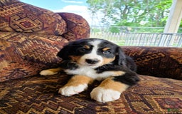 Bernese Mountain Dog dogs for sale: Dandelion - Image 5