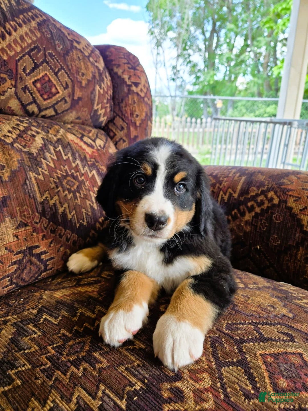 Bernese Mountain Dog dogs for sale: Dandelion - Image 5