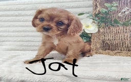 Cavalier King Charles Spaniel dogs for sale: Jay - Image 2