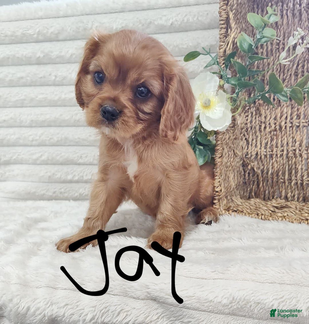 Cavalier King Charles Spaniel dogs for sale: Jay - Image 2