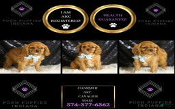 Cavalier King Charles Spaniel dogs for sale: Charmer - Image 6