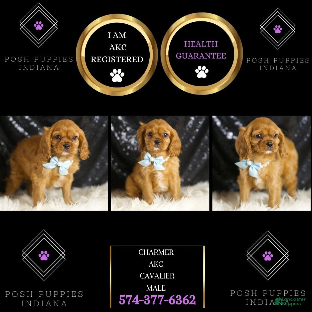 Cavalier King Charles Spaniel dogs for sale: Charmer - Image 6