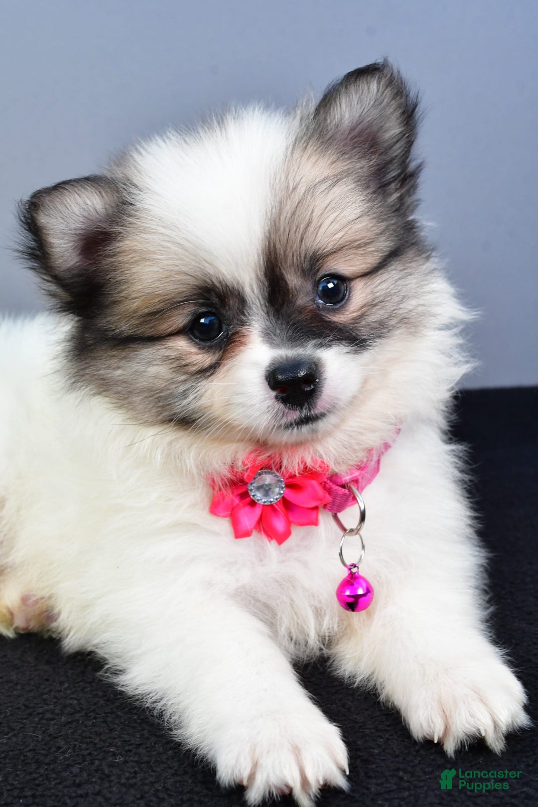 Pomeranian dogs for sale: Sweetie - Image 12