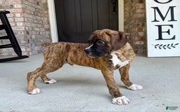 Boxer dogs for sale: Bruno - Image 9