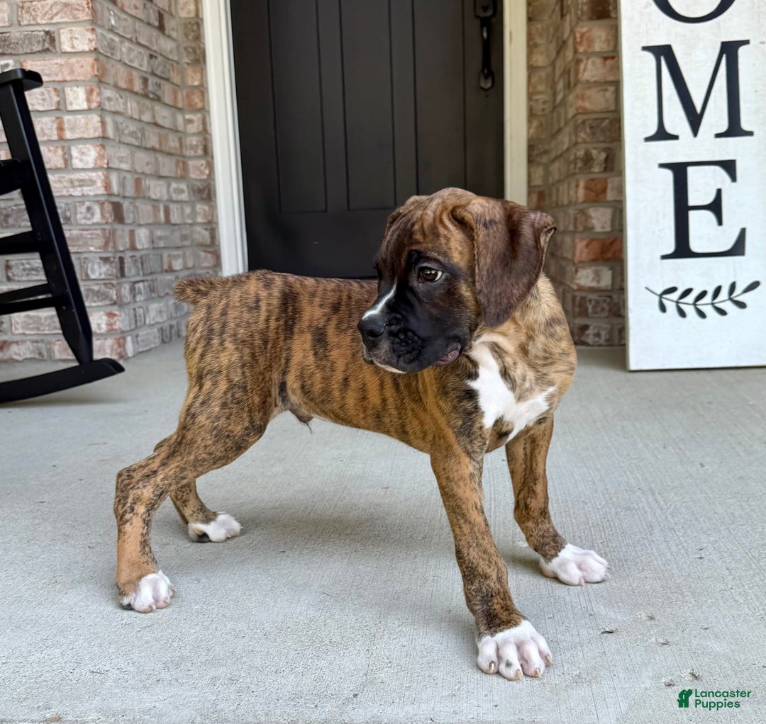 Boxer dogs for sale: Bruno - Image 9