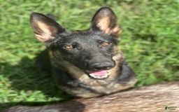 Gerberian Shepsky dogs for sale: Marlo - Image 6