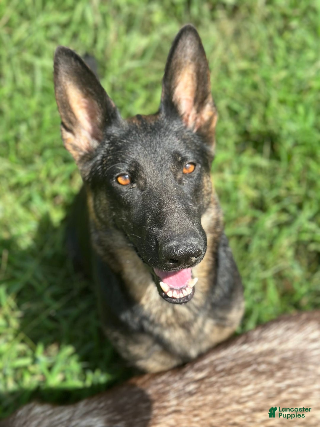 Gerberian Shepsky dogs for sale: Marlo - Image 6