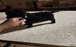 Toy Poodle dogs for sale: Kingston - Image 3