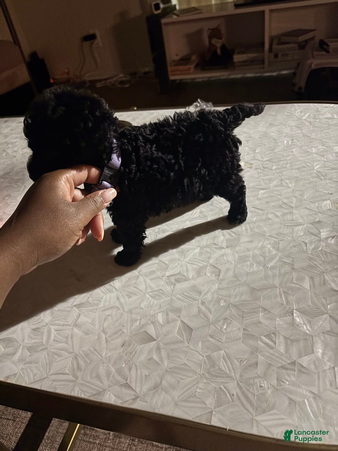 Toy Poodle dogs for sale: Kingston - Image 3