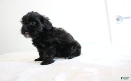 Shihpoo dogs for sale: Luna - Image 1