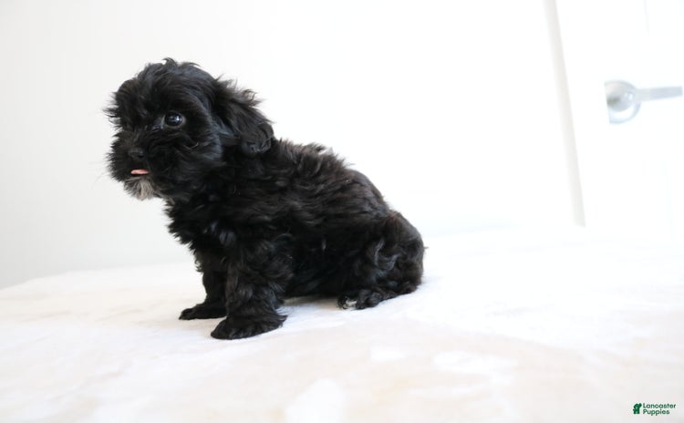 Shihpoo dogs for sale - Ad 2