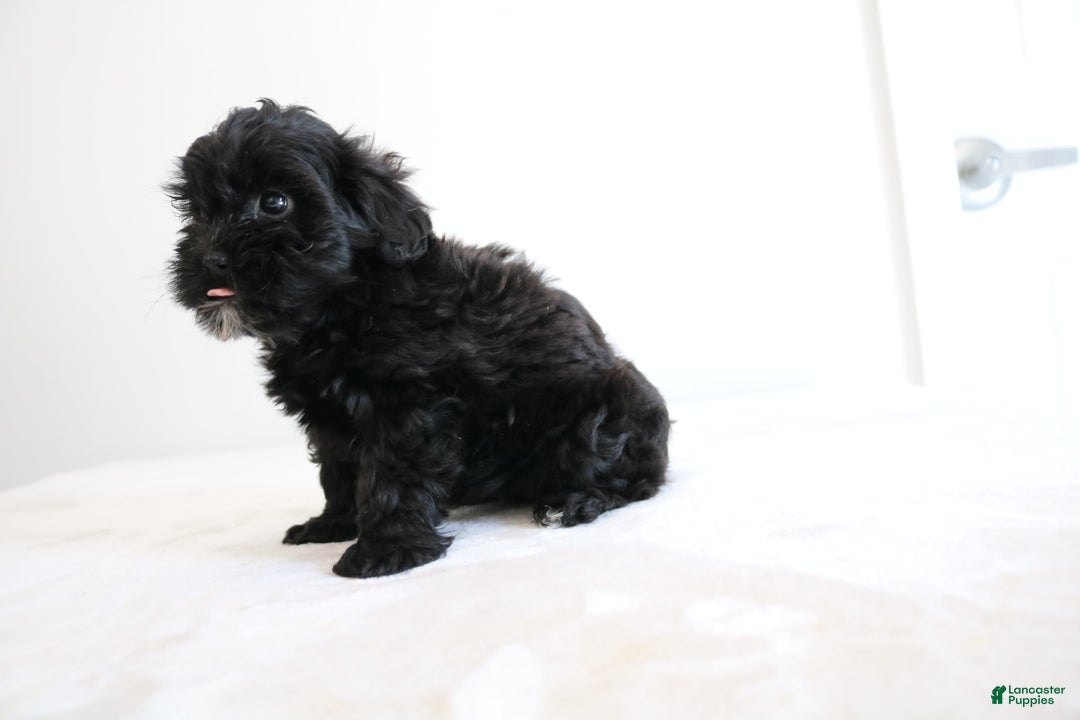 Shihpoo dogs for sale: Luna - Image 1