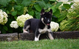 Gerberian Shepsky dogs for sale: Henry - Image 2