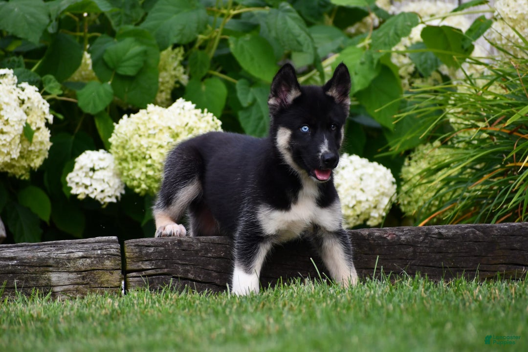 Gerberian Shepsky dogs for sale: Henry - Image 2
