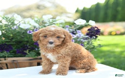 Cavapoo dogs for sale: Snickers - Image 5