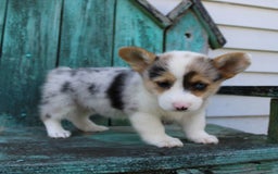 Welsh Corgi Pembroke dogs for sale: Luna - Image 4