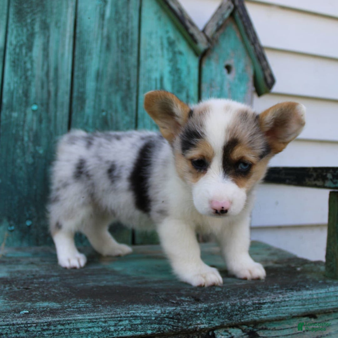 Welsh Corgi Pembroke dogs for sale: Luna - Image 4