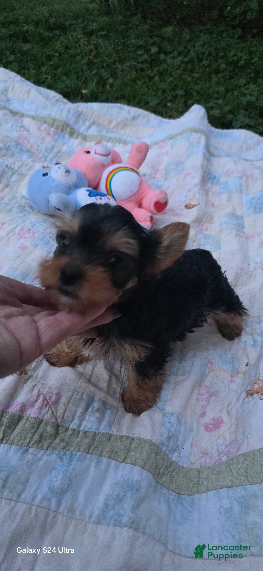 Yorkshire Terrier dogs for sale: Tt - Image 4