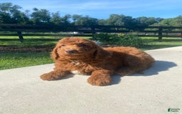 Mini Goldendoodle dogs for sale: Dane - Image 2