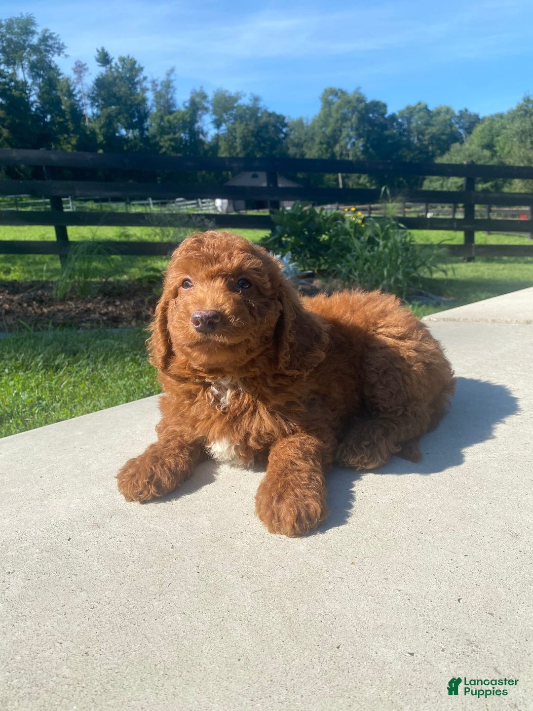 Mini Goldendoodle dogs for sale: Dane - Image 2