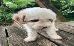 Miniature Poodle dogs for sale: Dexter - Image 6