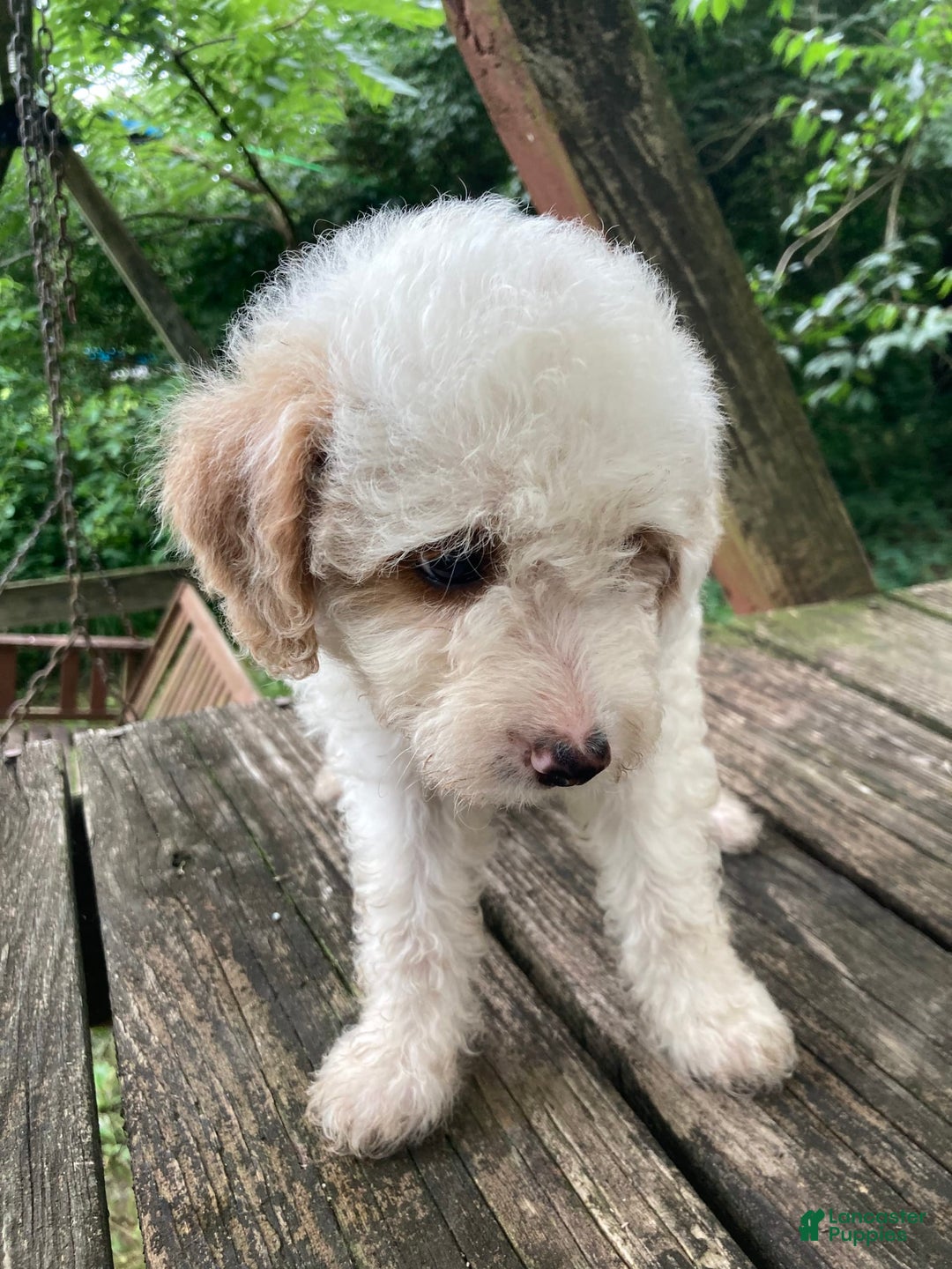 Miniature Poodle dogs for sale: Dexter - Image 6