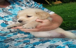 Golden Retriever dogs for sale: Prairie - Image 26