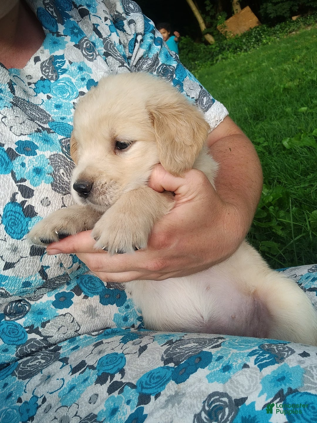 Golden Retriever dogs for sale: Prairie - Image 26