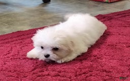Morkie dogs for sale: Lilly - Image 12
