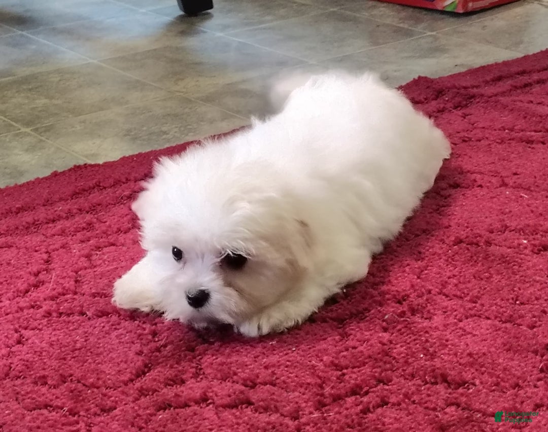 Morkie dogs for sale: Lilly - Image 12