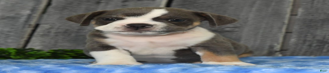 Kaden
