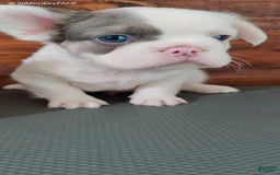 French Bulldog dogs for sale: Patch - Image 1