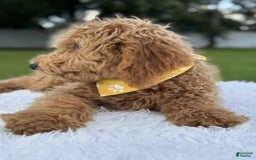 Mini Goldendoodle dogs for sale: Apollo - Image 2